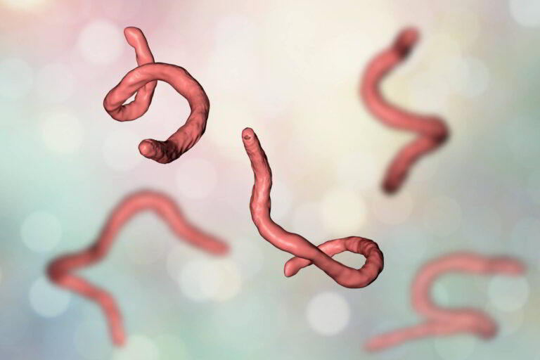 Microscopic rendering of hookworm